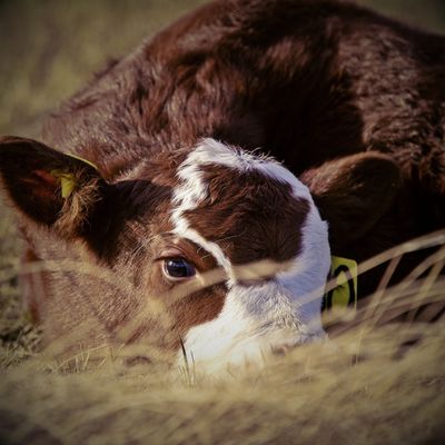 Calving Supplies