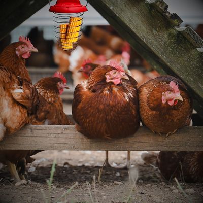 Poultry Toys
