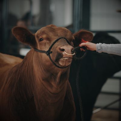 Cattle Halters