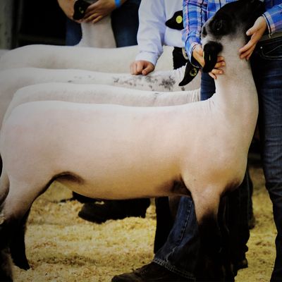 Goat &amp; Sheep Show Supplies