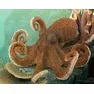 Breyer Kid's Collecta Octopus