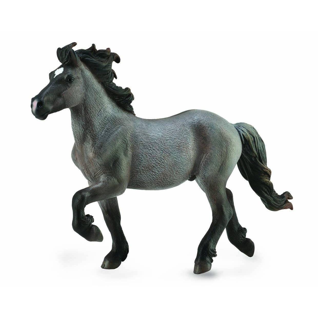 Blue Dun Icelandic Stallion
