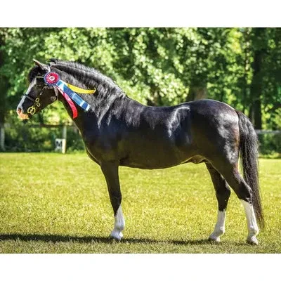 Breyer Kid's Nistar Blazing Kansas LOM &amp; GTF Blazing Ethel