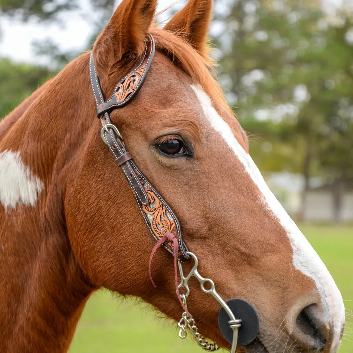 Circle Y Glitters In Motion Gag Cheek Headstall