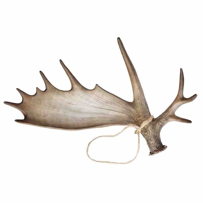 KC Moose Antler