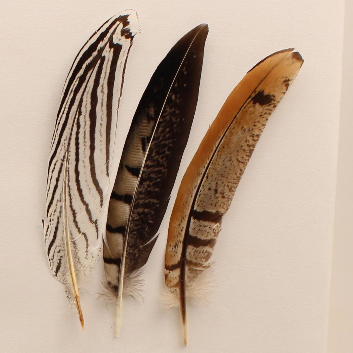 M&amp;F Hat Trim Feathers - Assorted