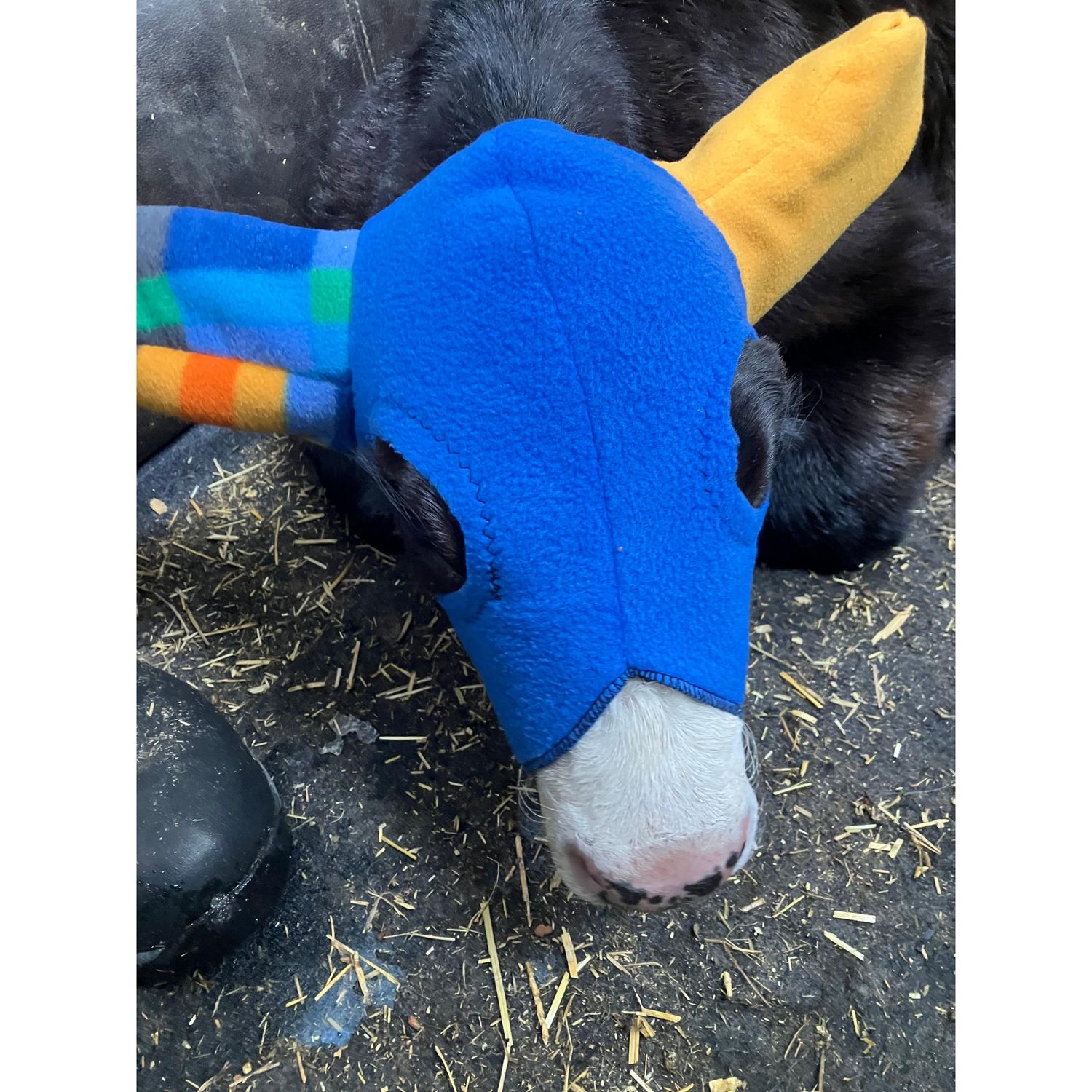 Mooques Calf Touque
