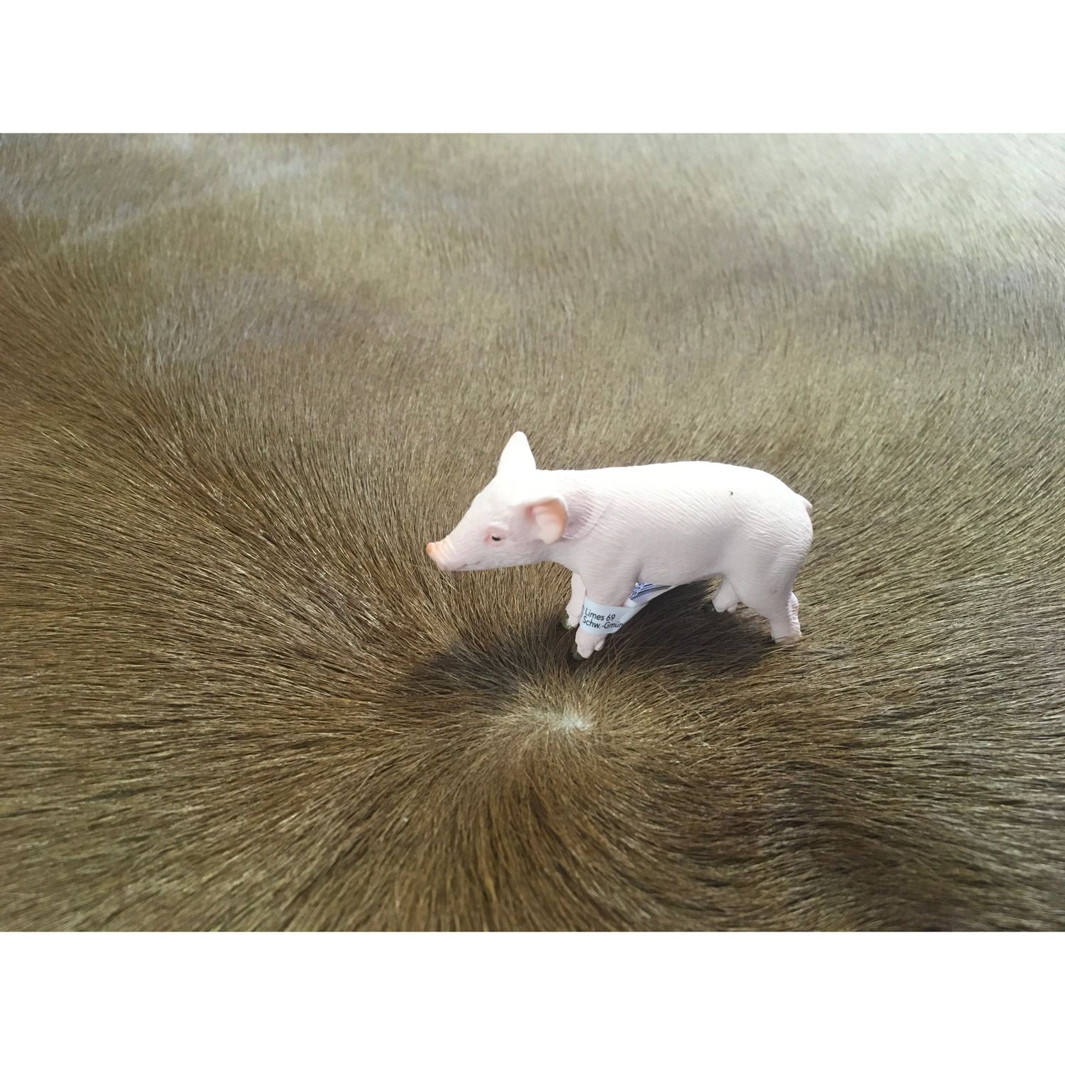 Piglet Standing