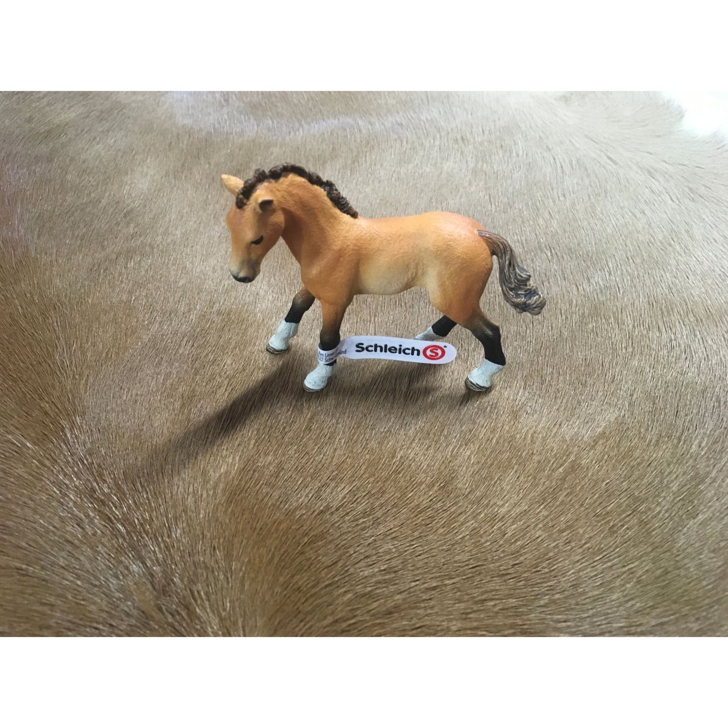 Tennessee Walker Foal