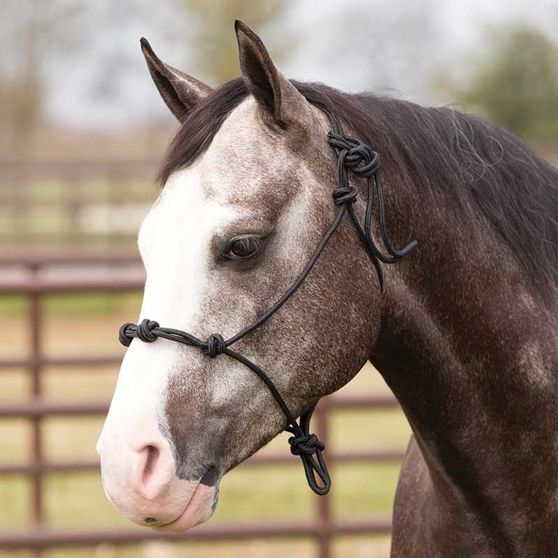 Training Rope Halter Black