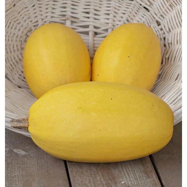 West Coast Seeds Vegetable - Winter Squash - Spaghetti 3g