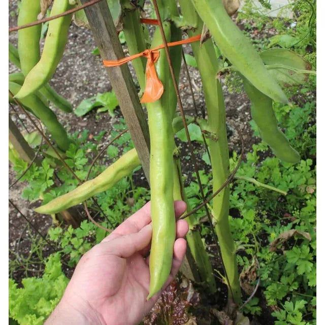 West Coast Seeds Beans - Windsor 20g