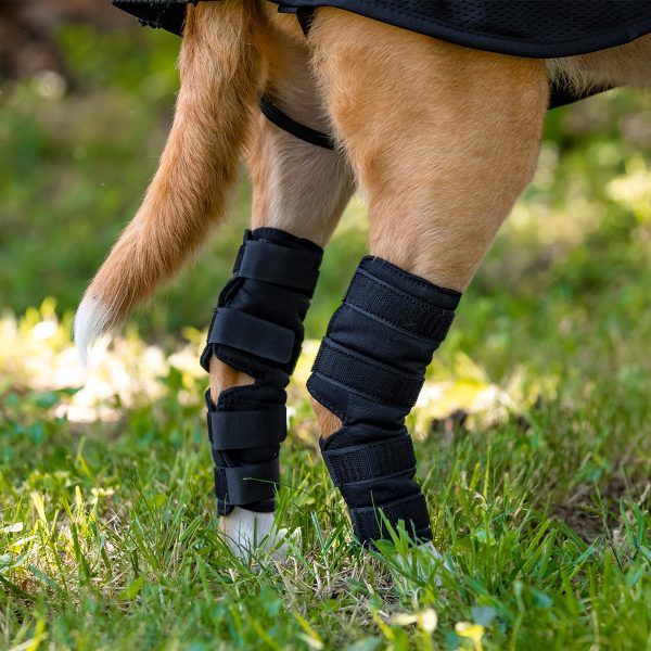 Back on Track Dog Hock Brace