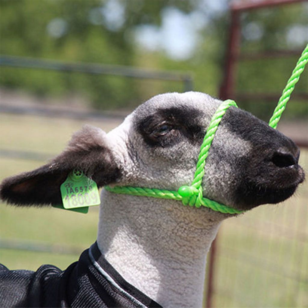 Sullivan Sheep Rope Halter