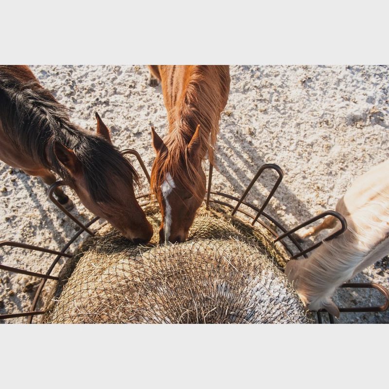 Eco Net EZ Feeder Hay Net Kit