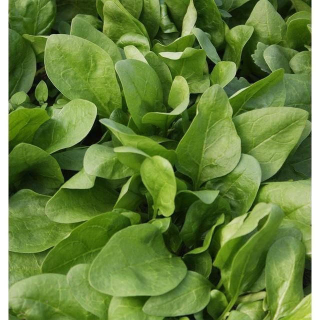 West Coast Seeds Chinese Vegetables - Giant Winter Organic Spinach 5g