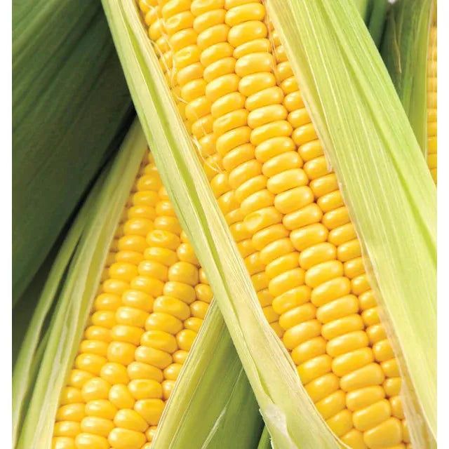 West Coast Seeds - Corn - Honey Select F1 10g