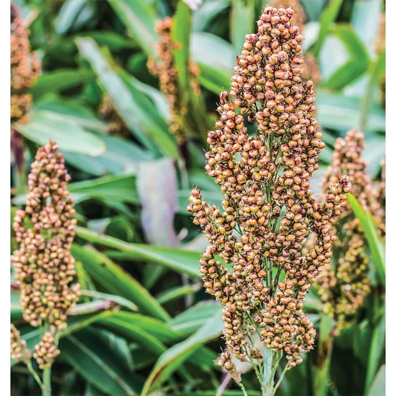 West Coast Seeds Corn - Mixed Colours Broom 2g