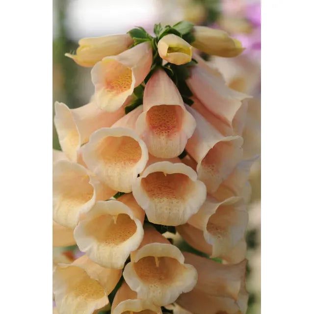 West Coast Seeds Flower Seeds - Dalmatian Peach F1 Pelleted 25 Seeds