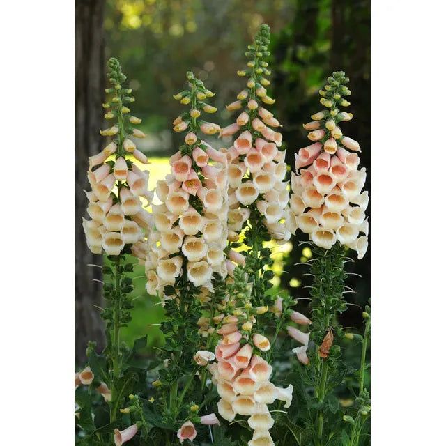 West Coast Seeds Flower Seeds - Dalmatian Peach F1 Pelleted 25 Seeds
