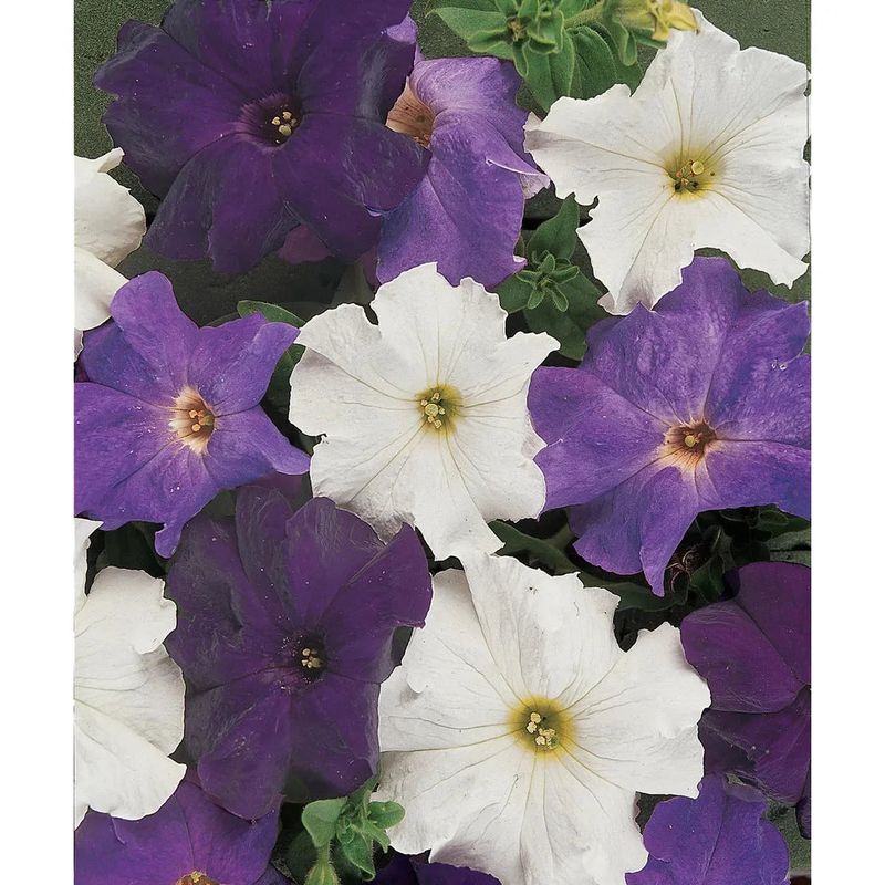 West Coast Seeds - Flower Seeds - Dreams Waterfall Mixture Pelleted 25 Seeds