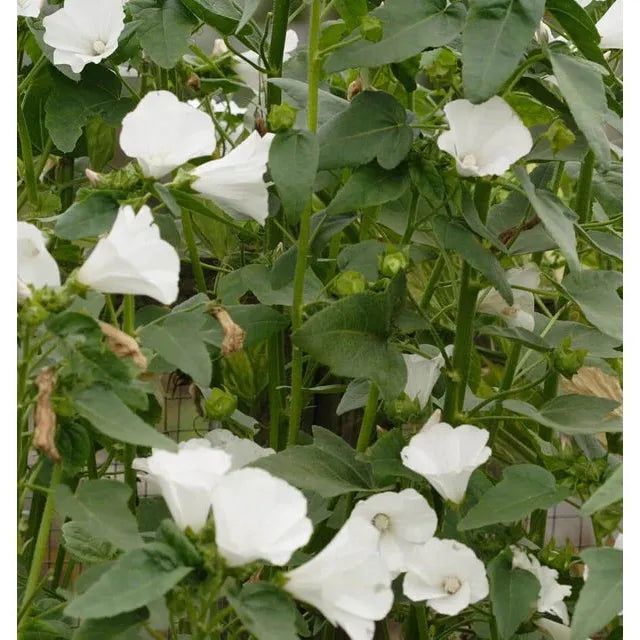 West Coast Seeds Flower Seeds -Lavatera - Mont Blanc 0.25g