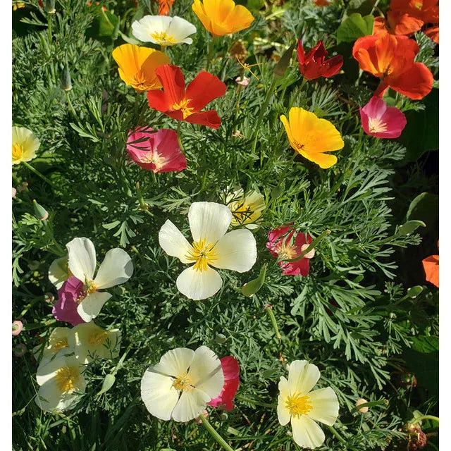 West Coast Seeds Flower Seeds - Poppies - California Formula Mix 0.5g