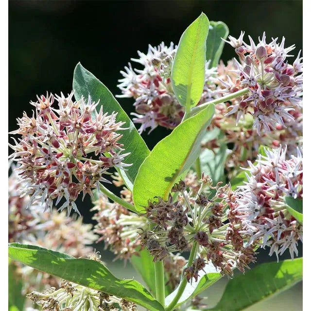 West Coast Seeds - Flower Seeds - Showy Milkweed 0.25g