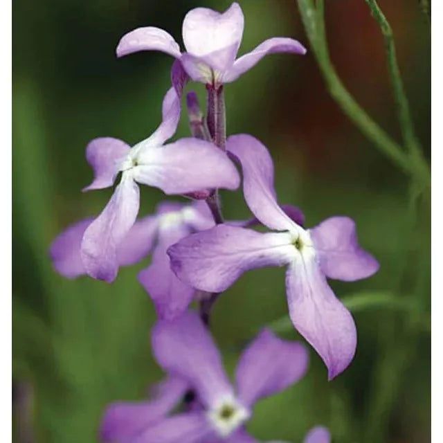 West Coast Seeds Flower Seeds - Stock - Evening Scented Stock 0.5g