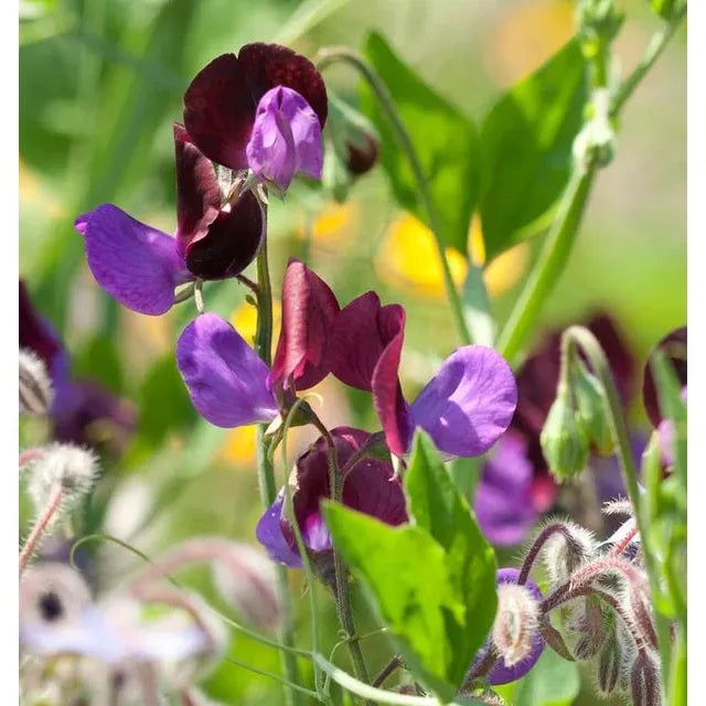 West Coast Seeds Flower Seeds - Sweet Pea Seeds - Matucana 5g