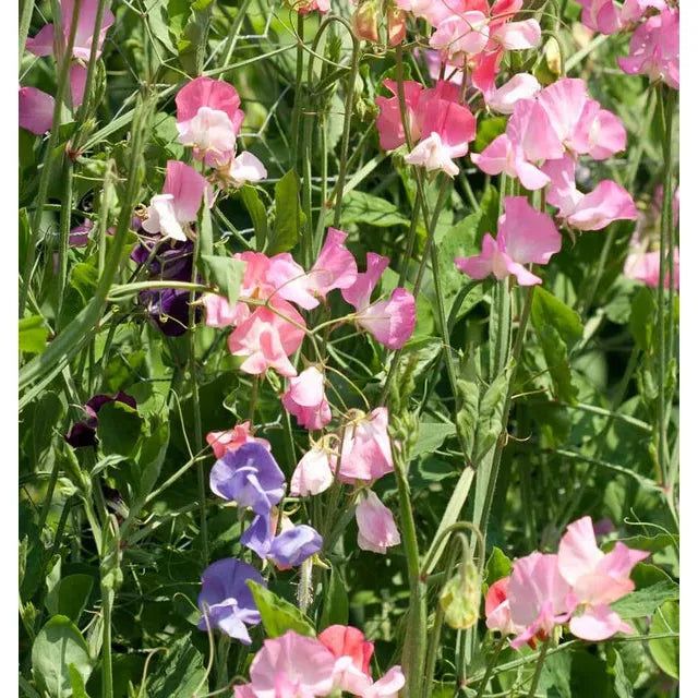 West Coast Seeds Flower Seeds - Sweet Peas - Royal Family Blend 5g