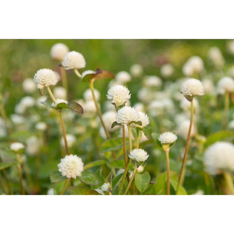 West Coast Seeds - Flower Seeds - White Gomphrena 50 Seeds