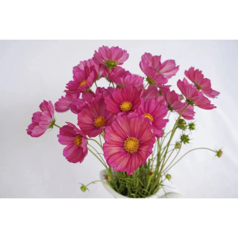 West Coast Seeds - Flower Seeds - Xsenia 25 Seeds