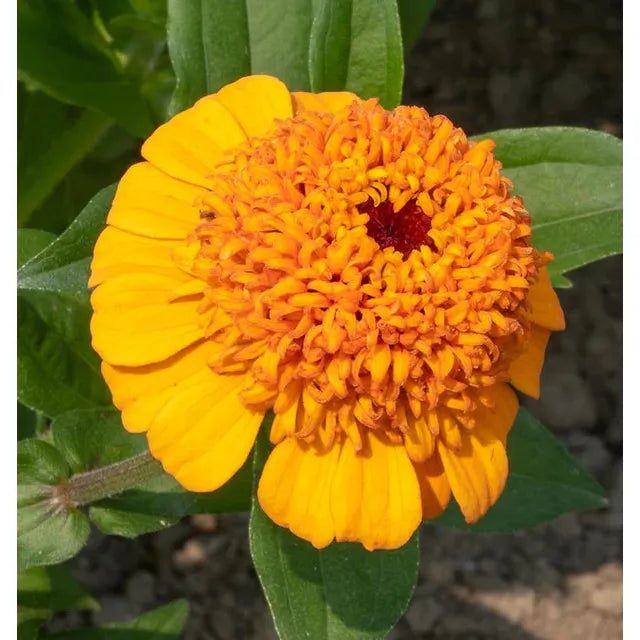 West Coast Seeds - Flower Seeds - Zinnias Orange Cupcake 1g
