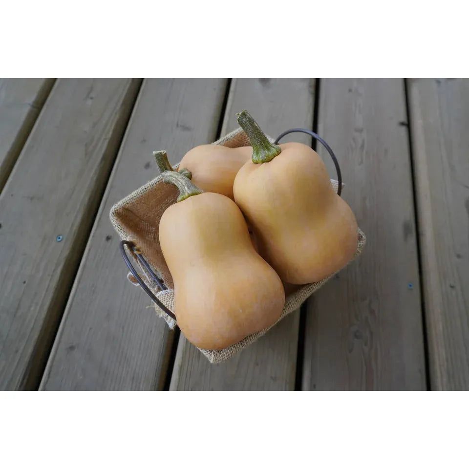 West Coast Seeds - Vegetable Seeds - Butterbaby F1 Organic 10 Seeds
