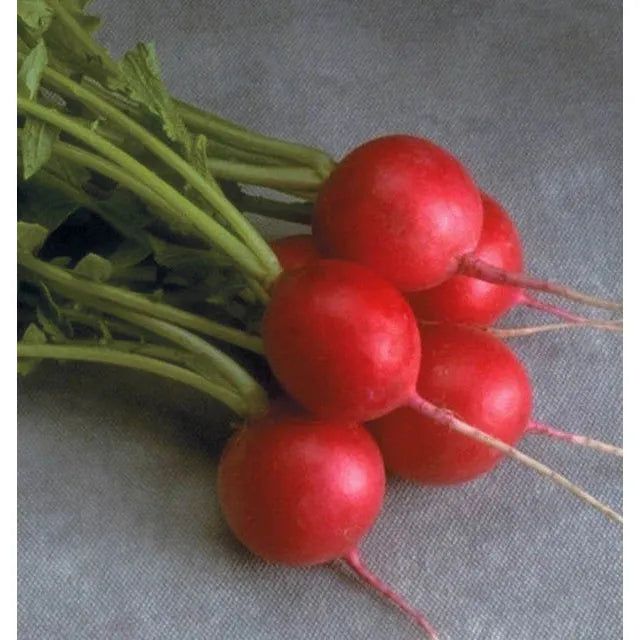 West Coast Seeds - Vegetable - Cherriette Radishes 1g