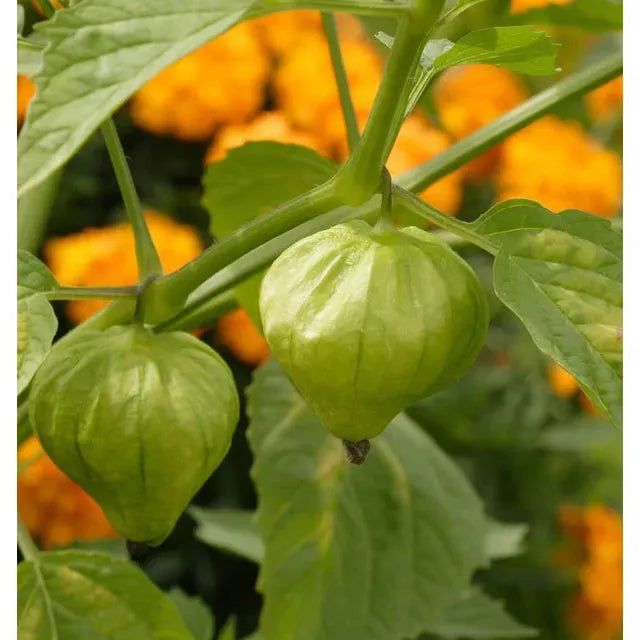West Coast Seeds - Vegetable Seeds - Toma Verde Tomatillo 0.1 g