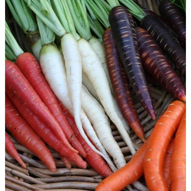 West Coast Seeds Carrots - Rainbow Blend 0.75g