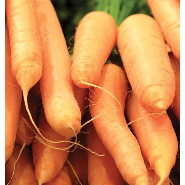 West Coast Seeds Carrots - Scarlet Nantes 0.75g