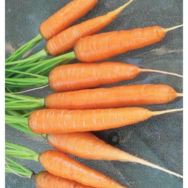 West Coast Seeds Carrots - Scarlet Nantes 0.75g
