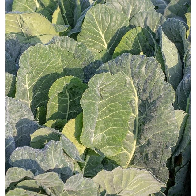 West Coast Seeds Collards - Top Bunch 0.5g