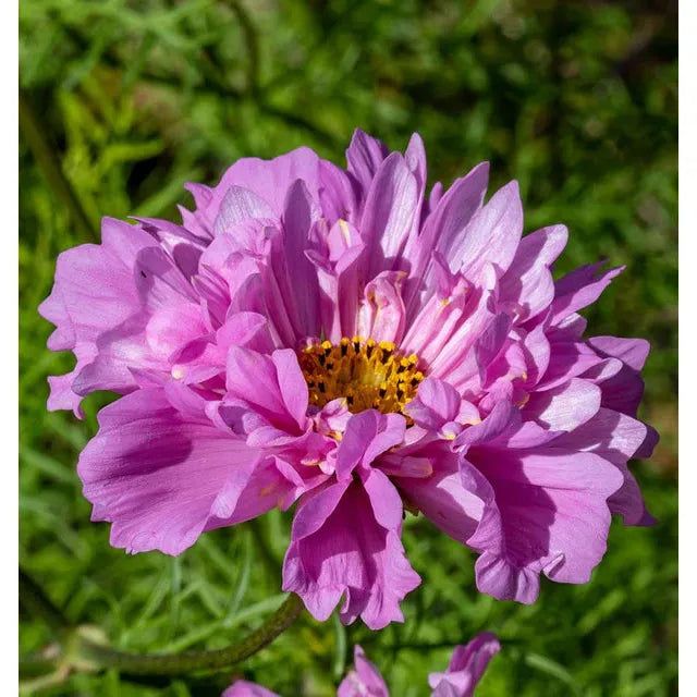 West Coast Seeds - Cosmos - Double Click Rose Bon Bon 0.25g