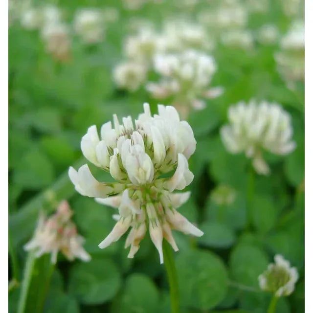 West Coast Seeds - Cover Crop - White Dutch Clover 25g