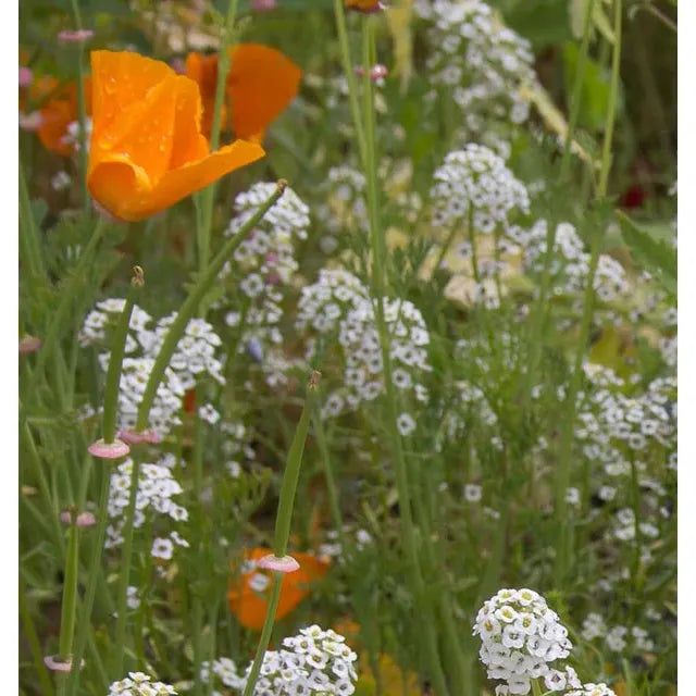 West Coast Seeds - Flower Seeds - Beneficial Insect Blend 25g
