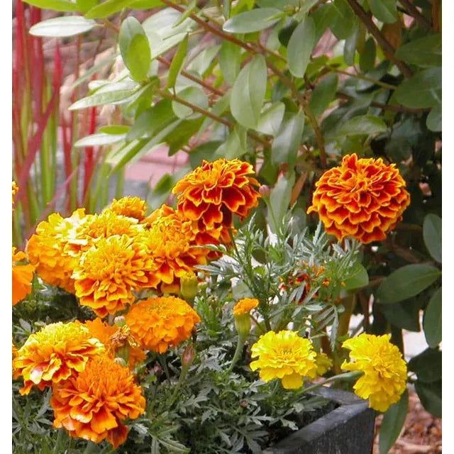 West Coast Seeds Flower Seeds - Brocade 1g