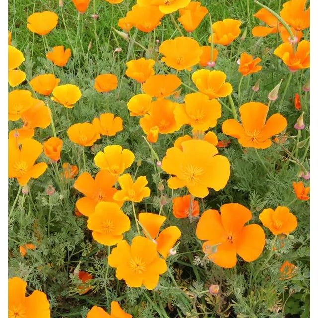 West Coast Seeds Flower Seeds - Poppies - California Orange 0.5g