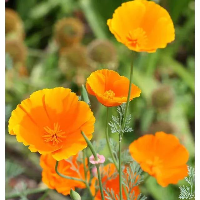 West Coast Seeds Flower Seeds - Poppies - California Orange 0.5g