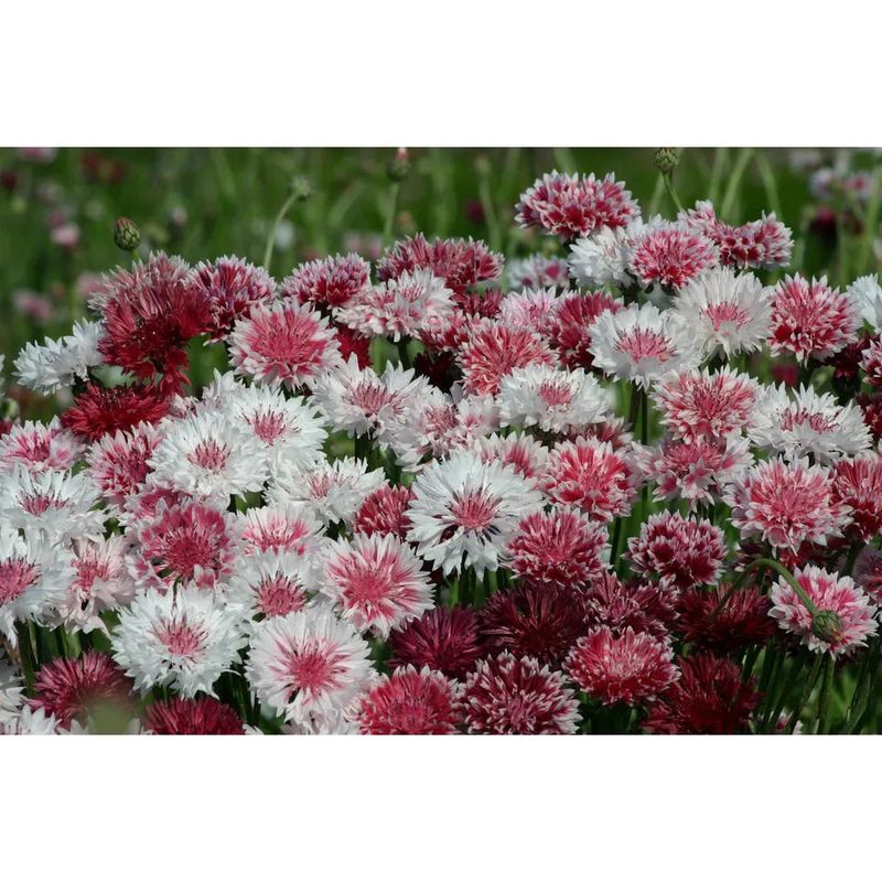 West Coast Seeds - Flower Seeds - Classic Romantic Cornflower Seeds 1g