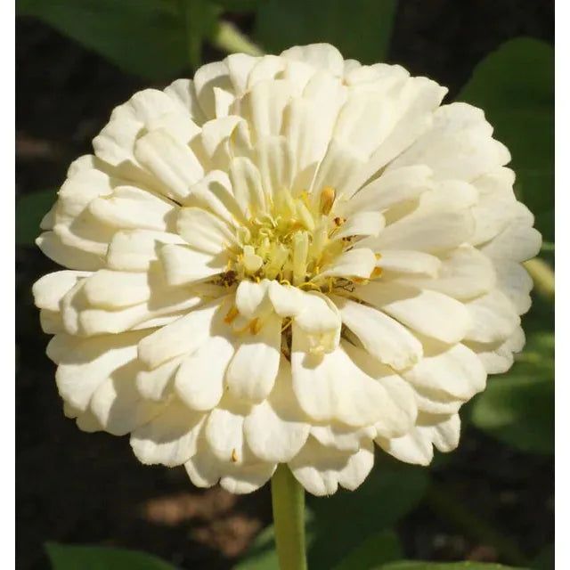 West Coast Seeds - Flower Seeds - Zinnias - Polar Bear 1g