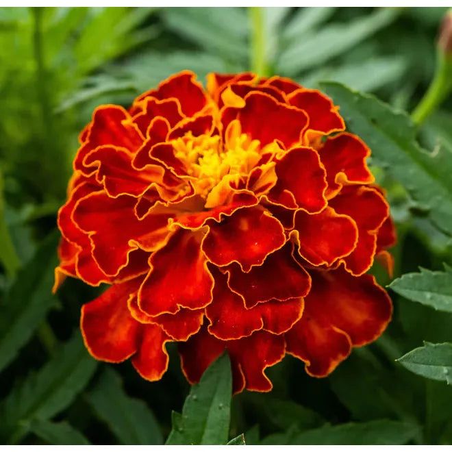 West Coast Seeds - Flower Seeds - Red Cherry 1g